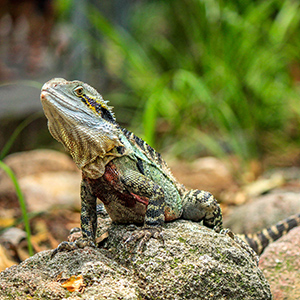 Gecko