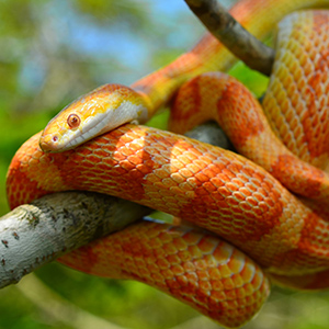 Orange Snake