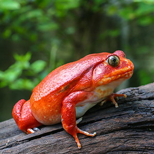 Red Frog