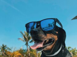 Hot Dogs Belong on the Grill, Not in Your Car!