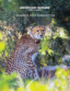 Summer newsletter cover photo of the cheetah Nkanyiso