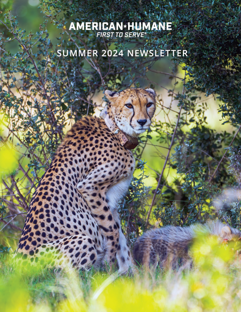 Summer newsletter cover photo of the cheetah Nkanyiso